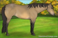 Horse Color:Buckskin 