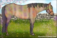 Horse Color:Nacre Bay Dun 