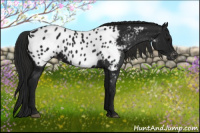 Horse Color:Gray Black Near Leopard