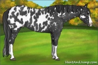 Horse Color:White Spotted Blue Roan Splash Appaloosa 