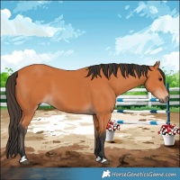 Horse Color:Bay 