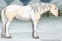 Horse Color:Silver Buckskin Ice Pearl Tobiano Frame 