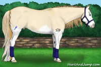 Horse Color:Gold Champagne Dun Splash