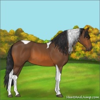 Horse Color:Bay Tobiano 