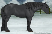 Horse Color:Black 