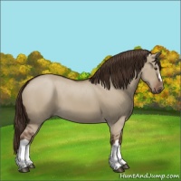 Horse Color:Liver Red Dun 