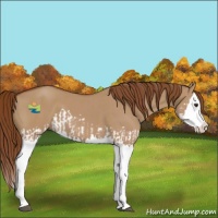 Horse Color:Red Dun Splash  and Red Dun Splash 