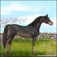 Horse Color:Liver Red Roan 