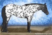 Horse Color:Blue Roan Near Leopard 