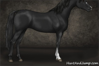 Horse Color:Gray Black 