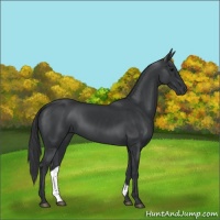 Horse Color:Black 