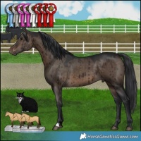 Horse Color:Brown Dun Brindle 