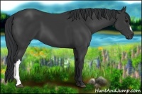 Horse Color:Black 