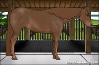 Horse Color:Gray Chestnut 