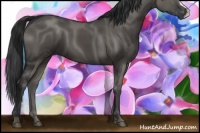 Horse Color:Grullo 