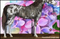 Horse Color:Brown Ice Dun Splash Appaloosa Brindle 