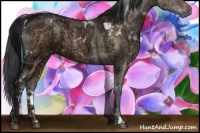 Horse Color:White Spotted Brown Ice Dun