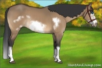 Horse Color:Bay Dun Sabino Splash Frame Rabicano