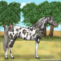 Horse Color:Liver Chestnut Mushroom Tobiano Appaloosa 