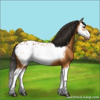 Horse Color:Bay Splash Frame Appaloosa