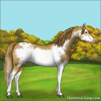 Horse Color:Chestnut Splash Frame Varnish 