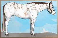 Horse Color:White Spotted Brown Roan Dun Splash Near Leopard
