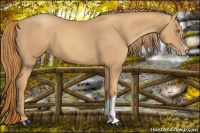 Horse Color:Gold Champagne 