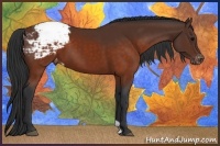 Horse Color:Brown Appaloosa 