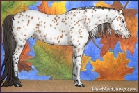 Horse Color:Bay Appaloosa 