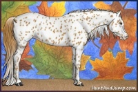 Horse Color:Chestnut Appaloosa 