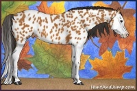 Horse Color:Bay Splash Near Leopard 