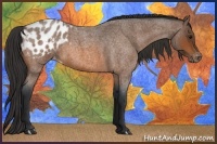 Horse Color:Bay Roan Appaloosa 