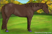 Horse Color:Gray Chestnut 