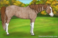 Horse Color:Red Roan Splash 