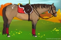 Horse Color:Bay Dun Appaloosa 