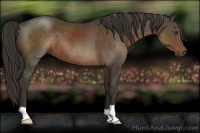 Horse Color:Liver Chestnut 