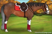 Horse Color:Bay Sabino Splash 