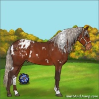 Horse Color:White Spotted Silver Brown Sabino Appaloosa 