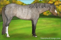 Horse Color:Chocolate Palomino Roan Rabicano