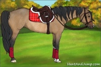 Horse Color:Bay Dun Rabicano 