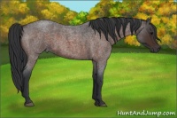 Horse Color:Brown Roan 