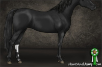 Horse Color:Gray Black 