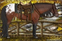 Horse Color:Brown Appaloosa