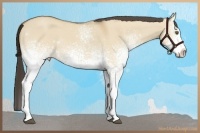 Horse Color:White Spotted Buckskin Roan Dun Rabicano 