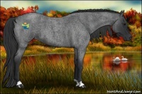 Horse Color:Blue Roan 