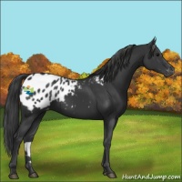 Horse Color:Black Appaloosa 