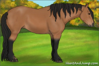 Horse Color:Gray Buckskin 