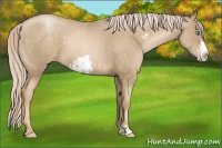 Horse Color:Chocolate Palomino Pearl Sabino Frame  and Chocolate Palomino Pearl Frame 