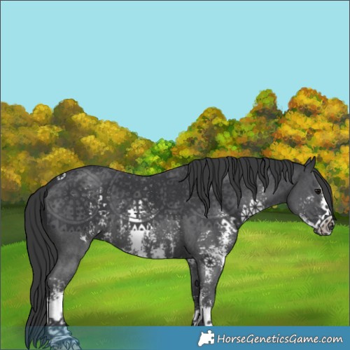 Horse Color:Black Sabino 