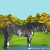 Horse Color:Black Sabino